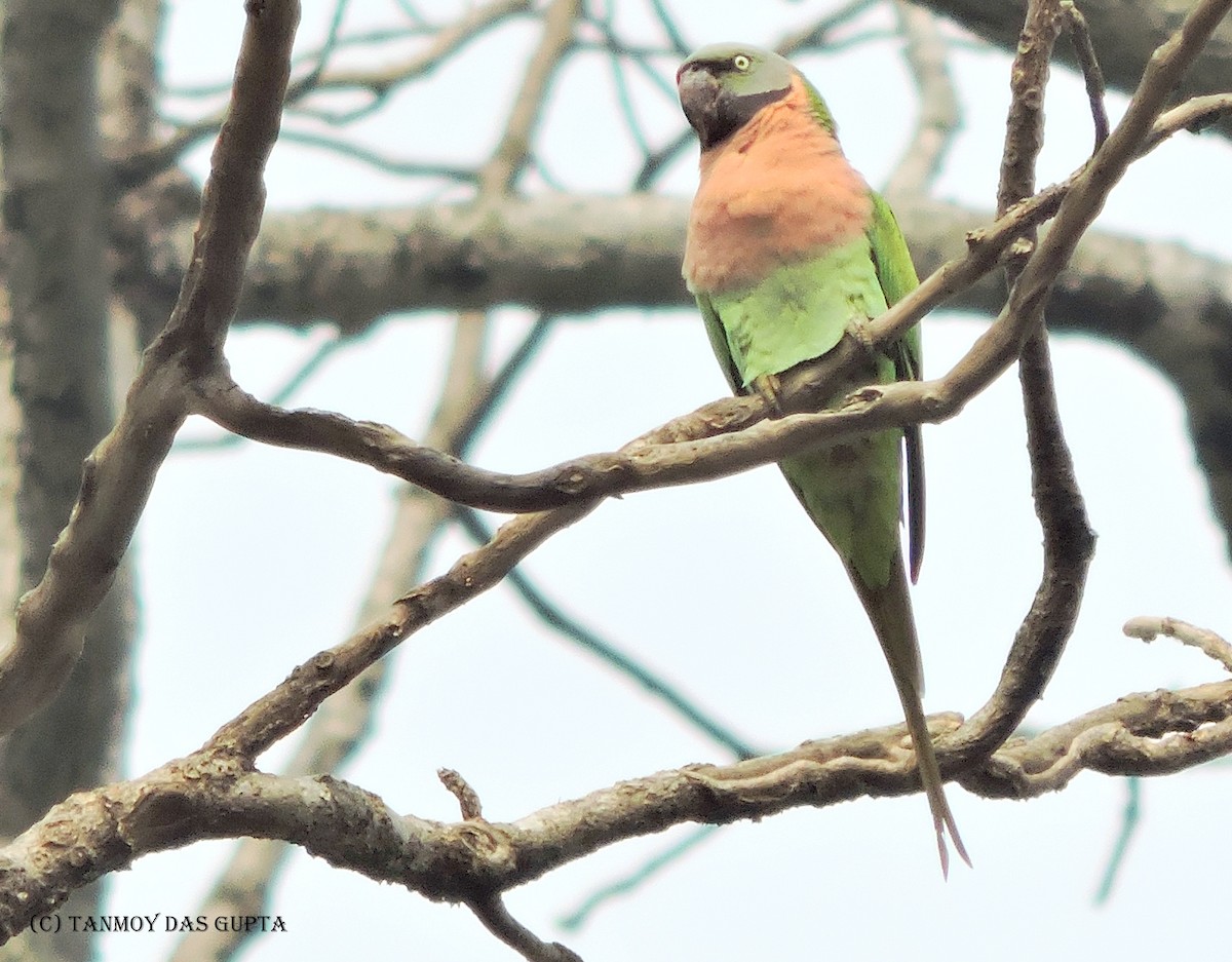 Red-breasted Parakeet - Tanmoy  Das Gupta