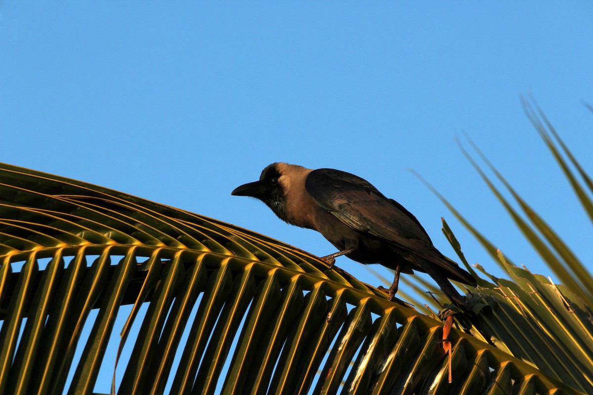 House Crow - Panchapakesan Jeganathan