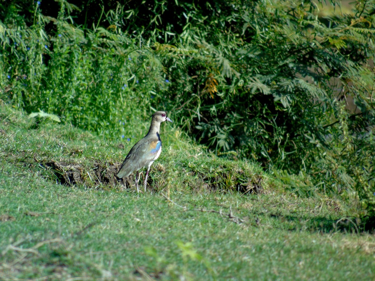 Southern Lapwing - ML85232731