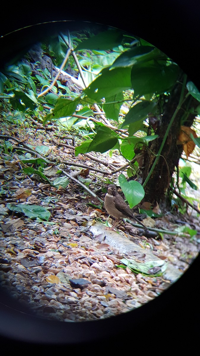 White-throated Thrush - ML85232971