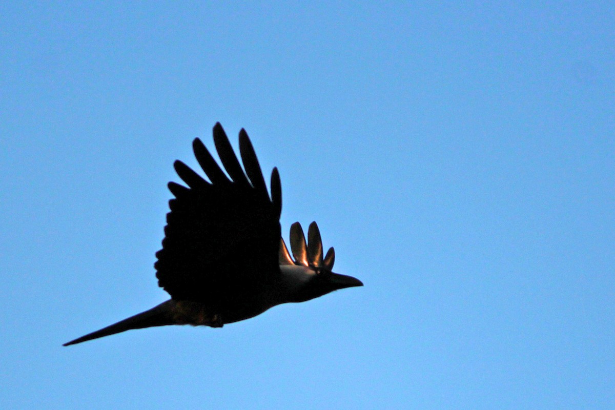 House Crow - Panchapakesan Jeganathan