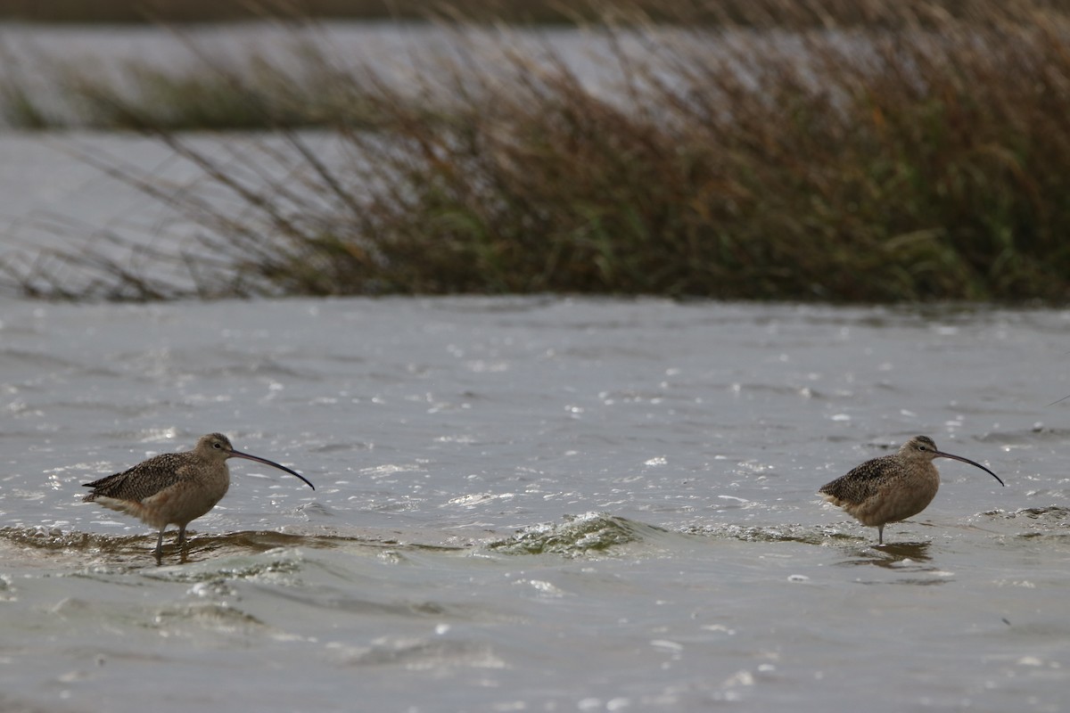 Long-billed Curlew - ML85234571