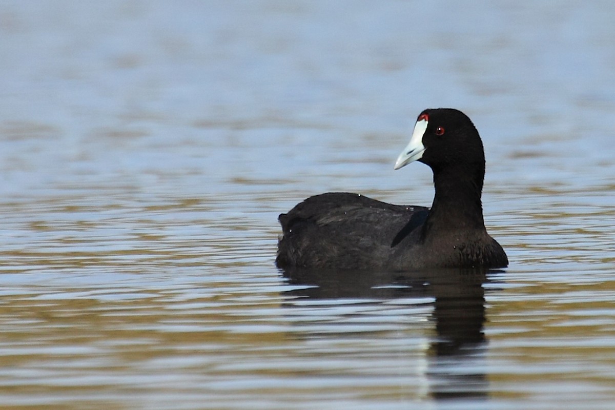 Red-knobbed Coot - António Gonçalves