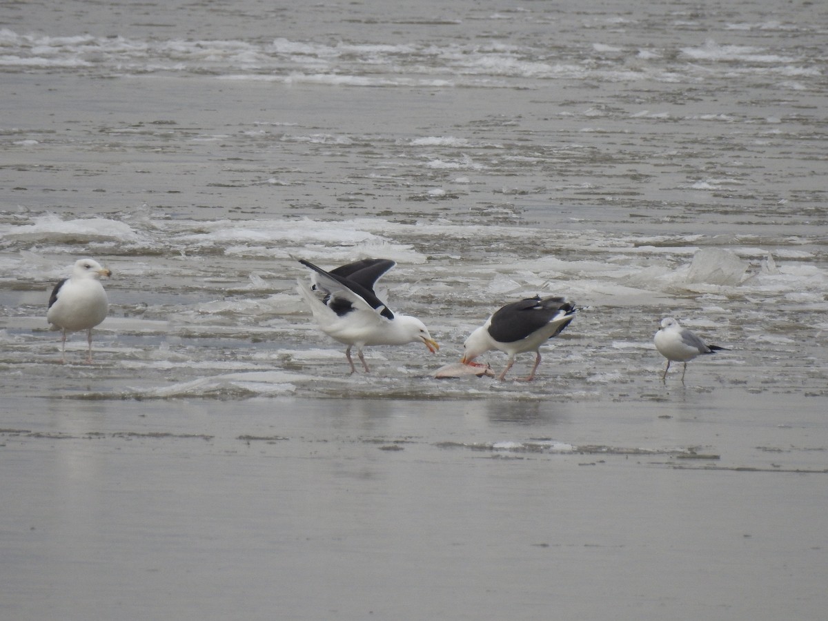 Great Black-backed Gull - ML85234871