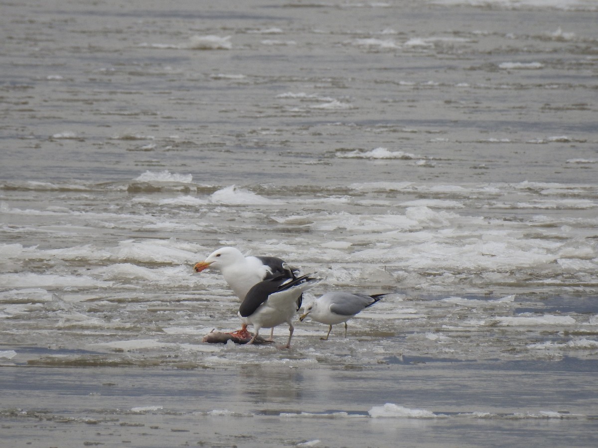 Ring-billed Gull - ML85235081