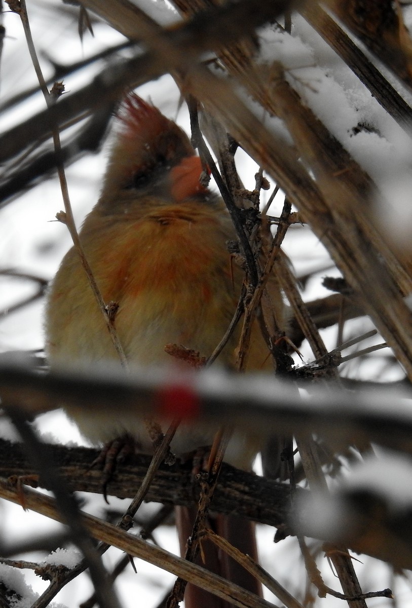 Northern Cardinal - Richard Klauke