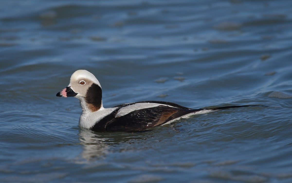 Long-tailed Duck - Scott Martin