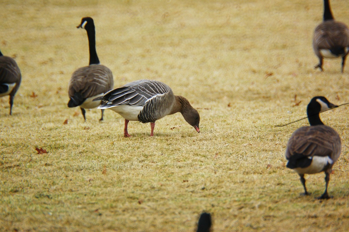 Pink-footed Goose - ML85237031