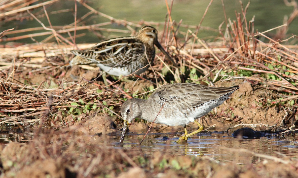 Long-billed Dowitcher - Sean Fitzgerald