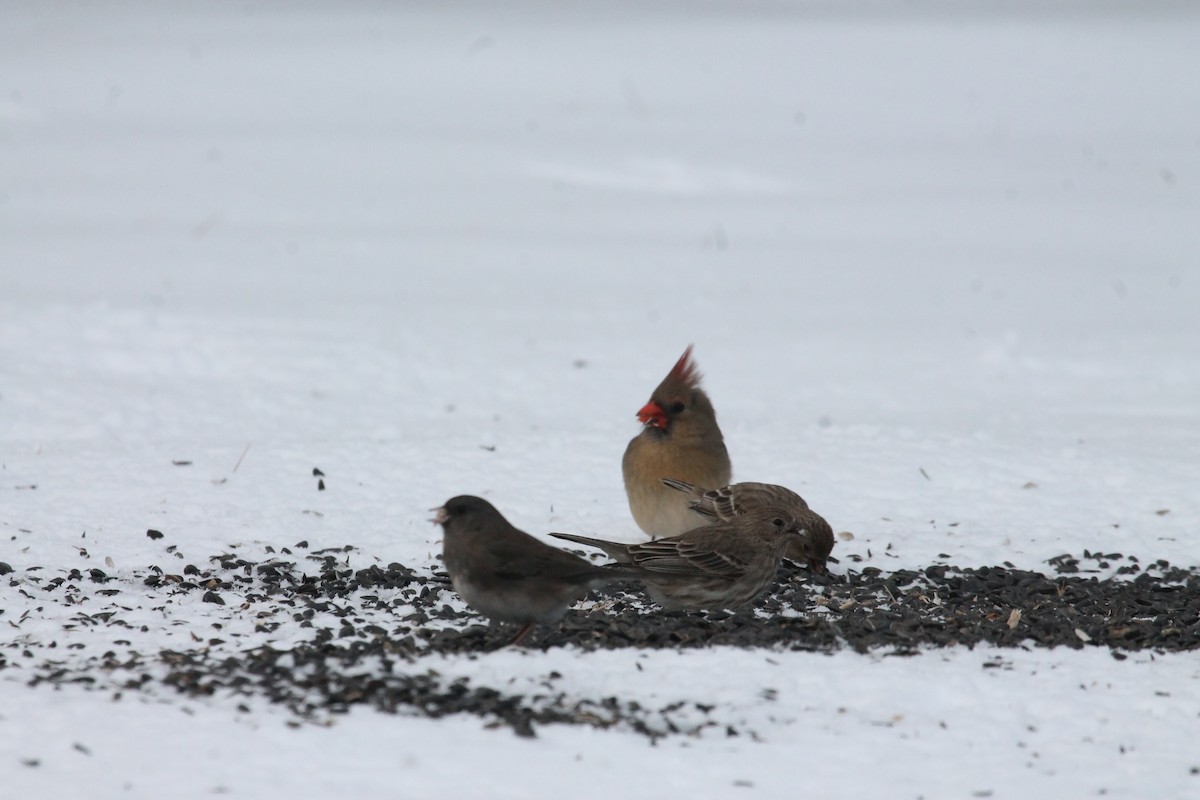 Cardinal rouge - ML85238151