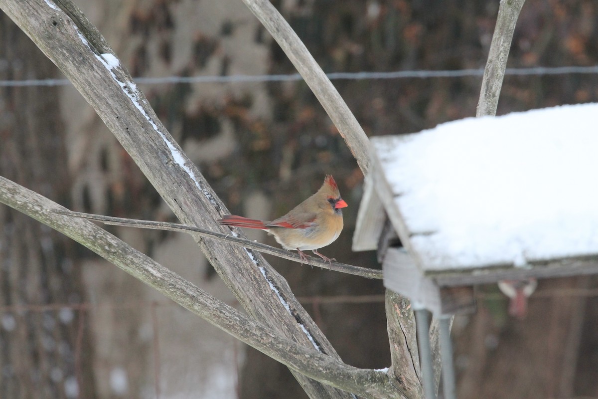 Cardinal rouge - ML85238171