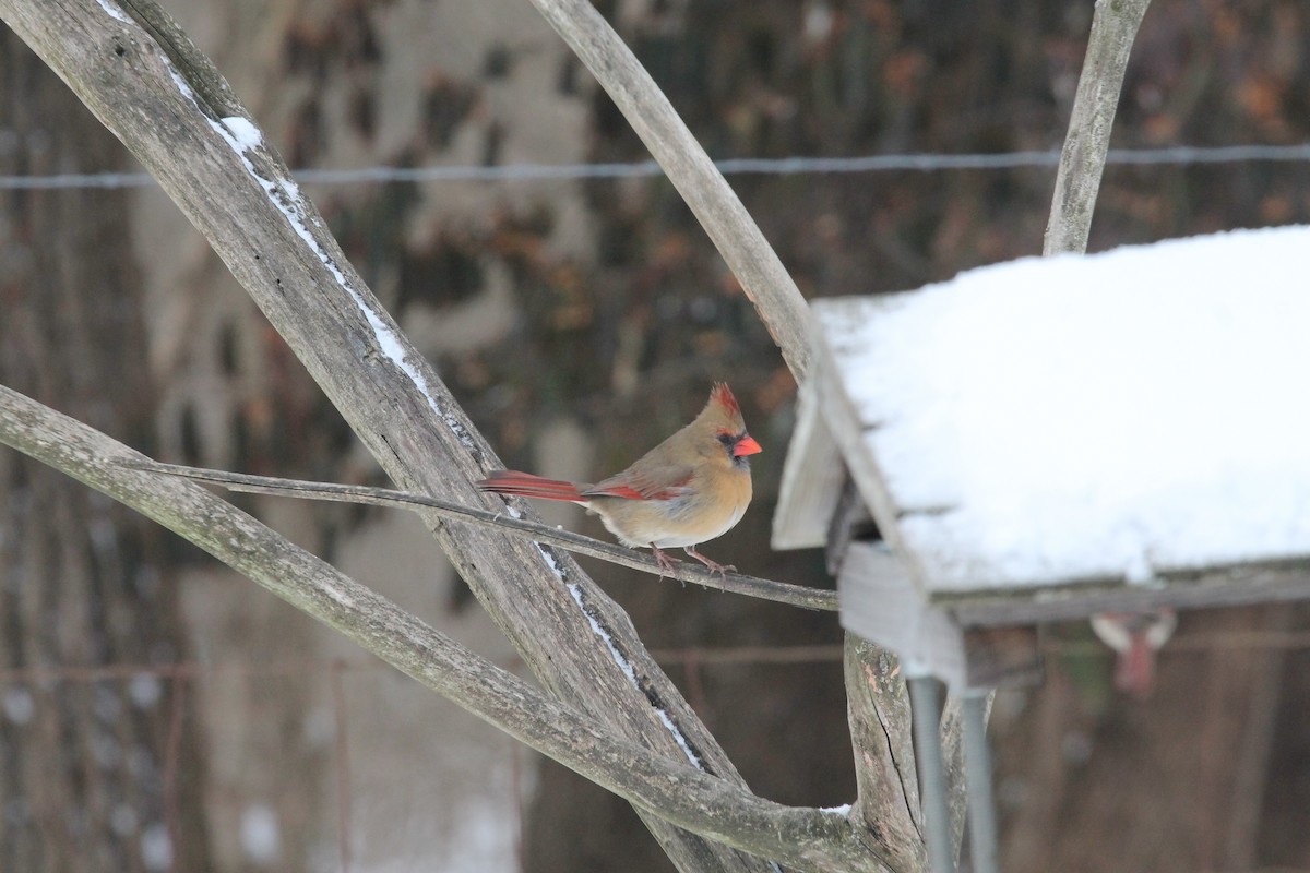 Northern Cardinal - ML85238171