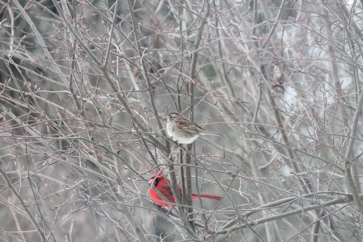 Cardinal rouge - ML85238191