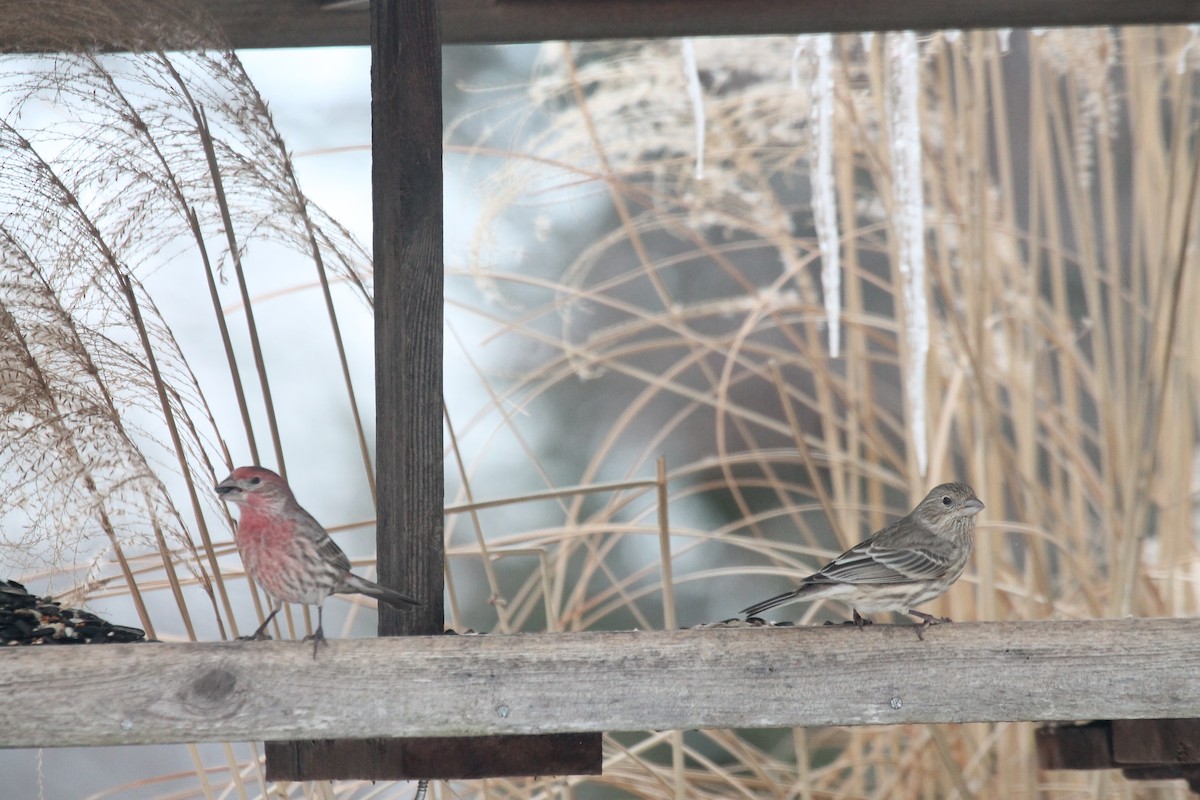 House Finch - Ancilleno  Davis