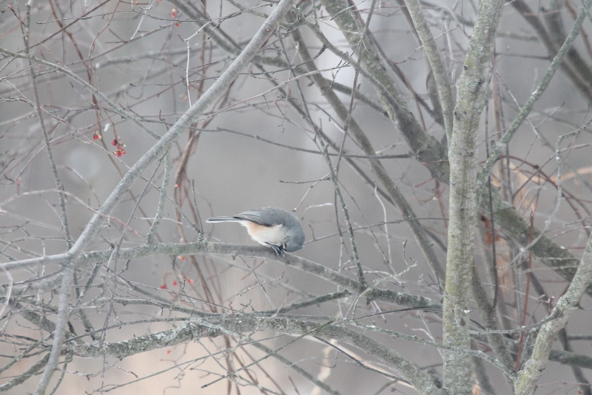 Tufted Titmouse - ML85238441