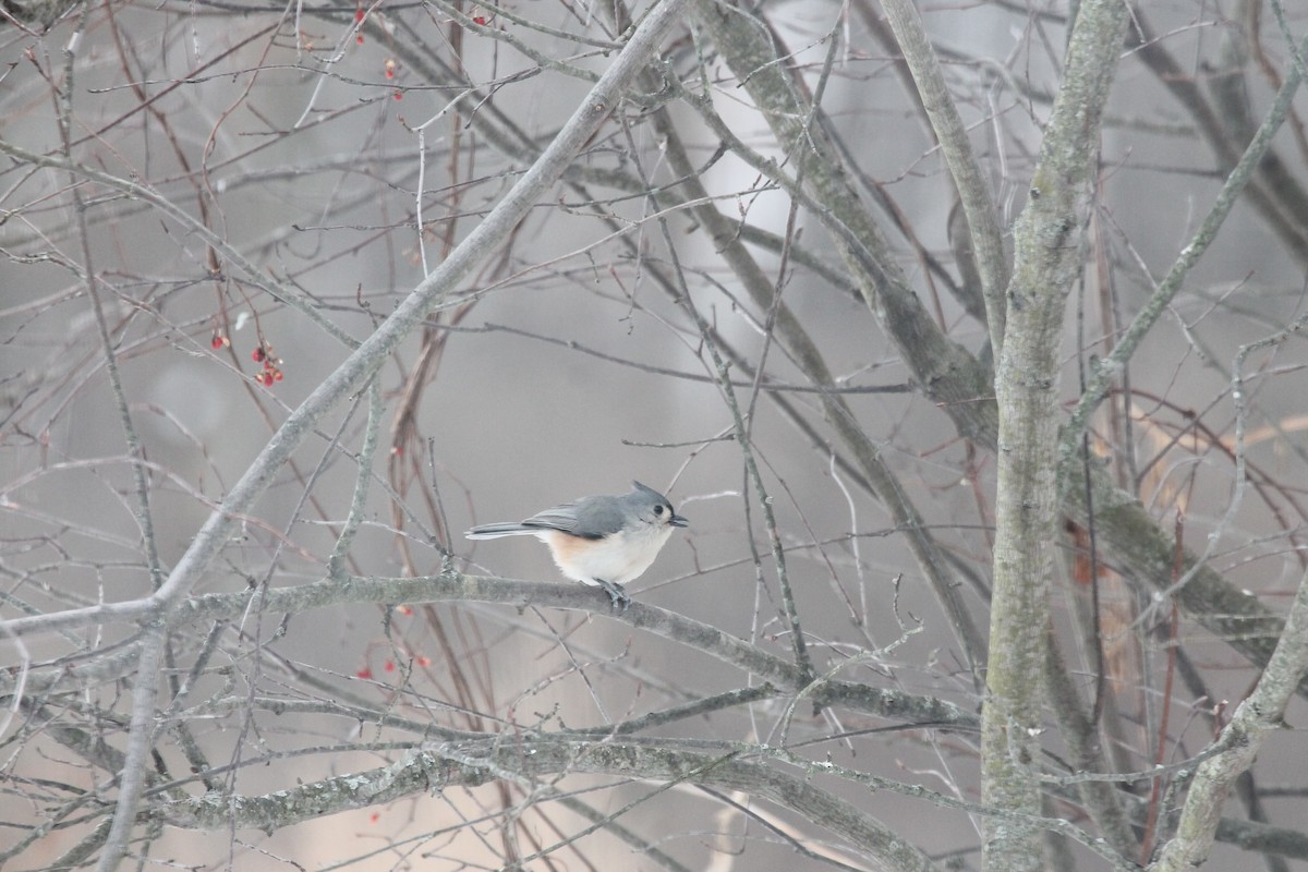 Tufted Titmouse - ML85238451