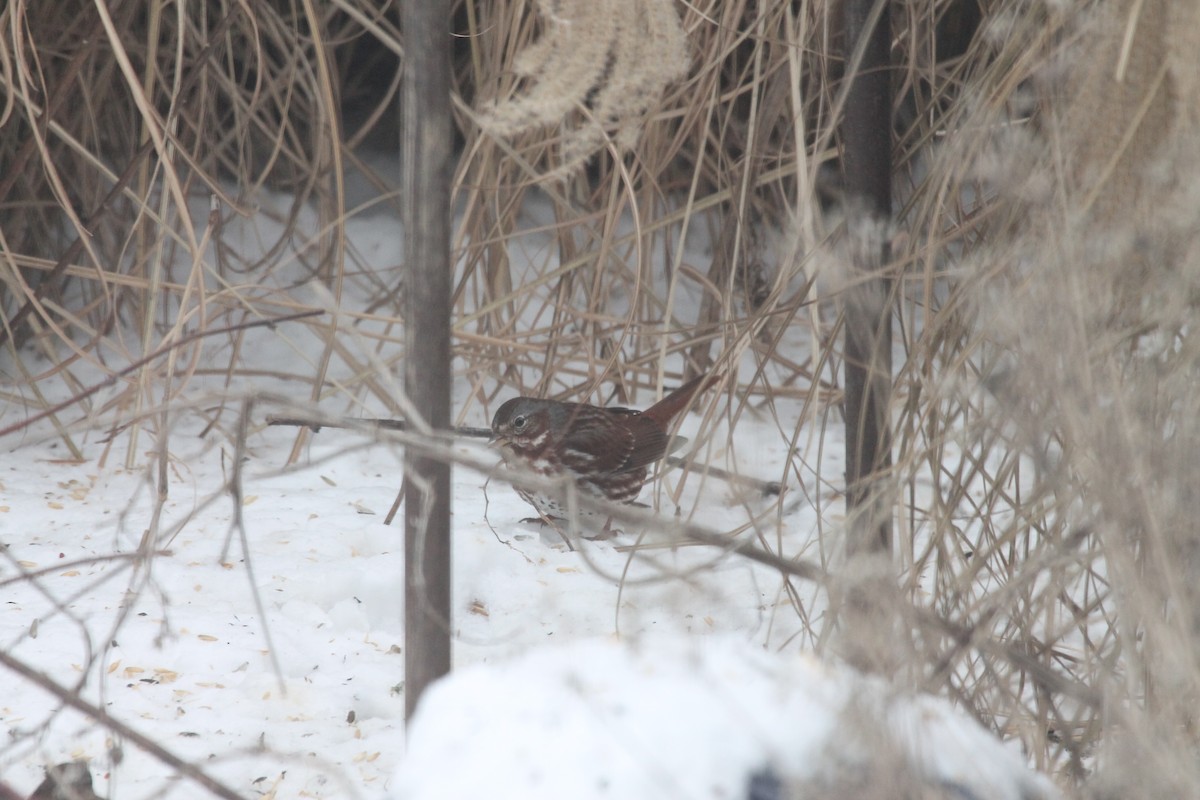 Fox Sparrow - ML85239341