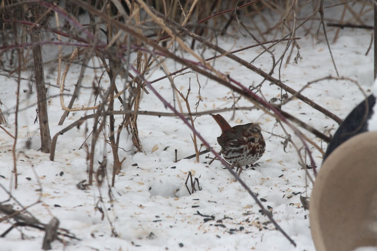 Fox Sparrow - ML85239351