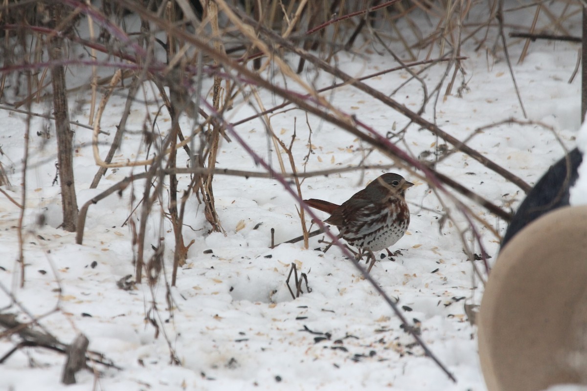 Fox Sparrow - ML85239361