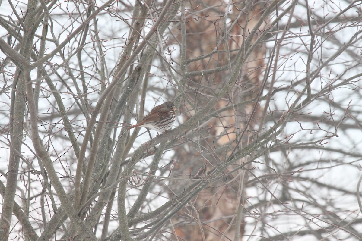 Fox Sparrow - ML85239371