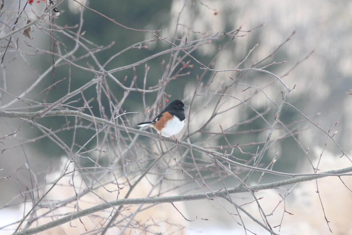 Eastern Towhee - ML85239591