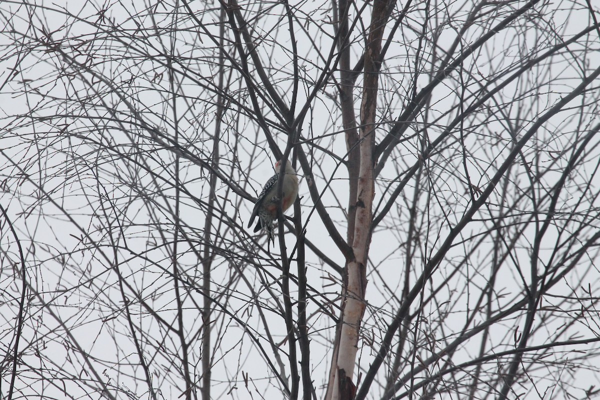 Red-bellied Woodpecker - Ancilleno  Davis