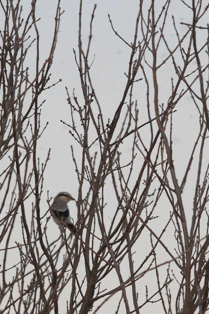 Northern Shrike - ML85241491