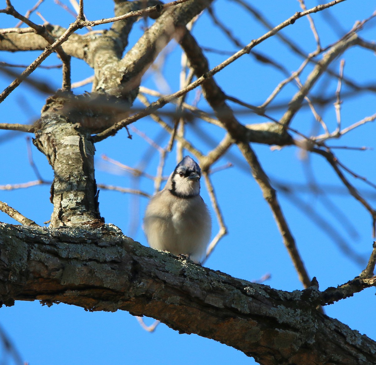 Blue Jay - ML85241681