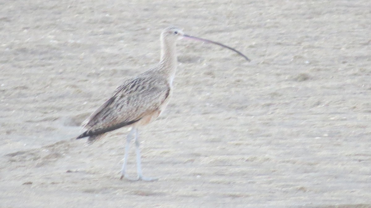 Long-billed Curlew - ML85244041