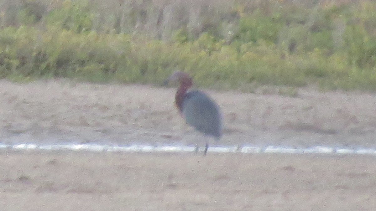 Reddish Egret - Mujeres Con Alas