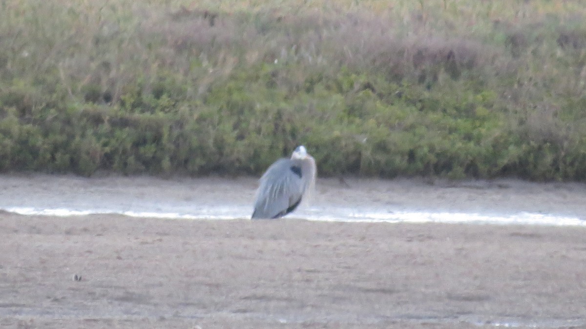 Great Blue Heron - ML85244311