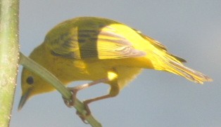 Yellow Warbler - ML85247081