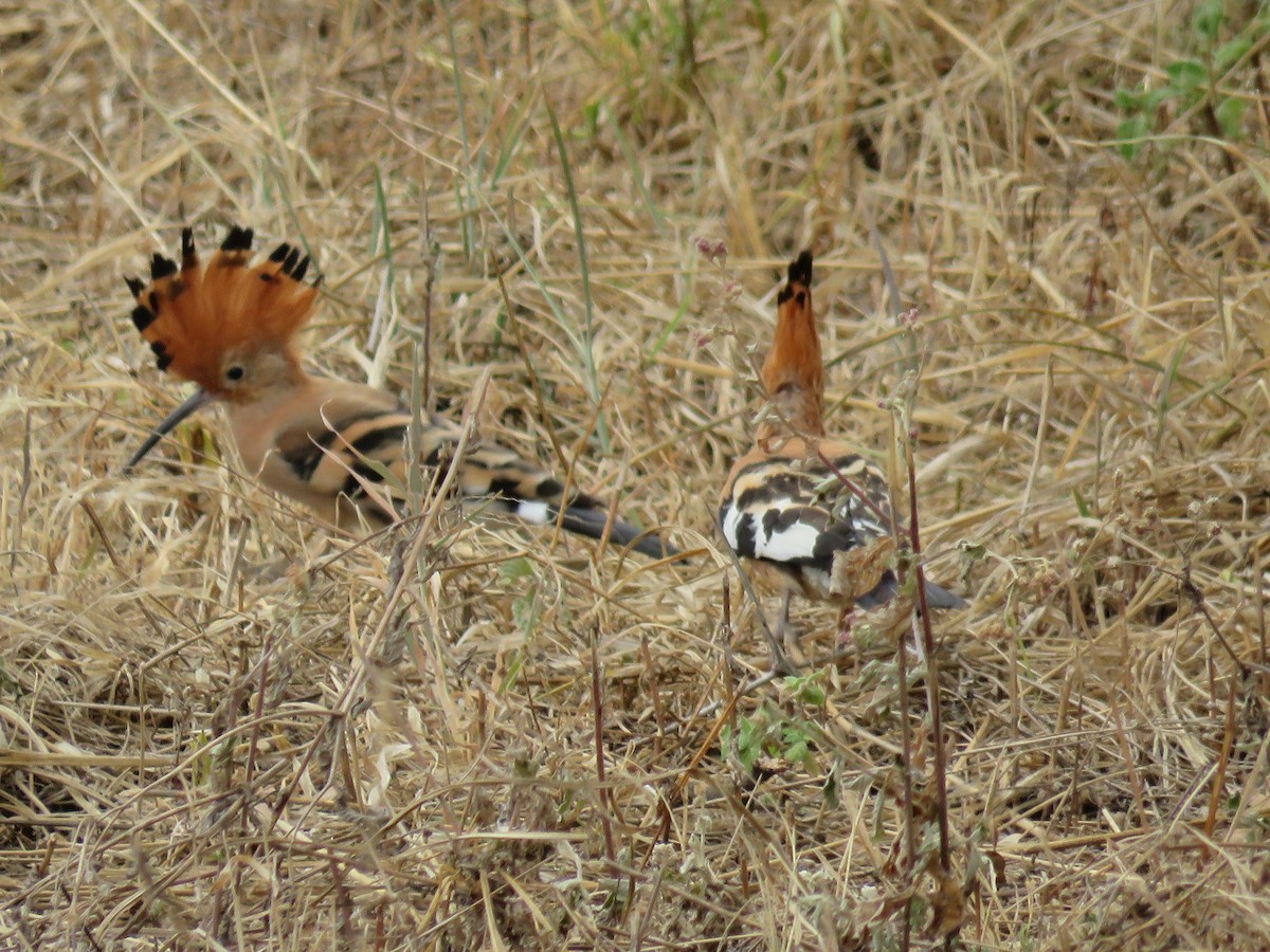 Eurasian Hoopoe (African) - ML85248911