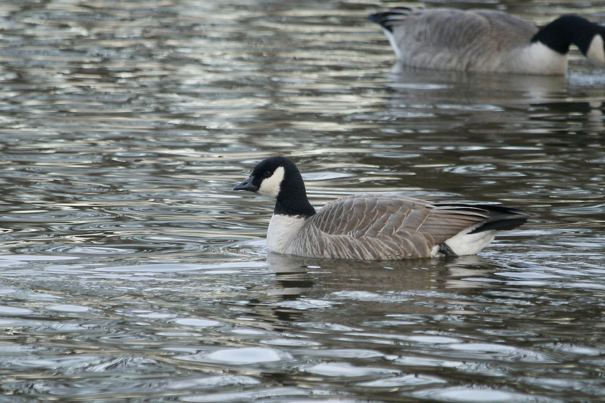 Cackling Goose (Richardson's) - ML85249211