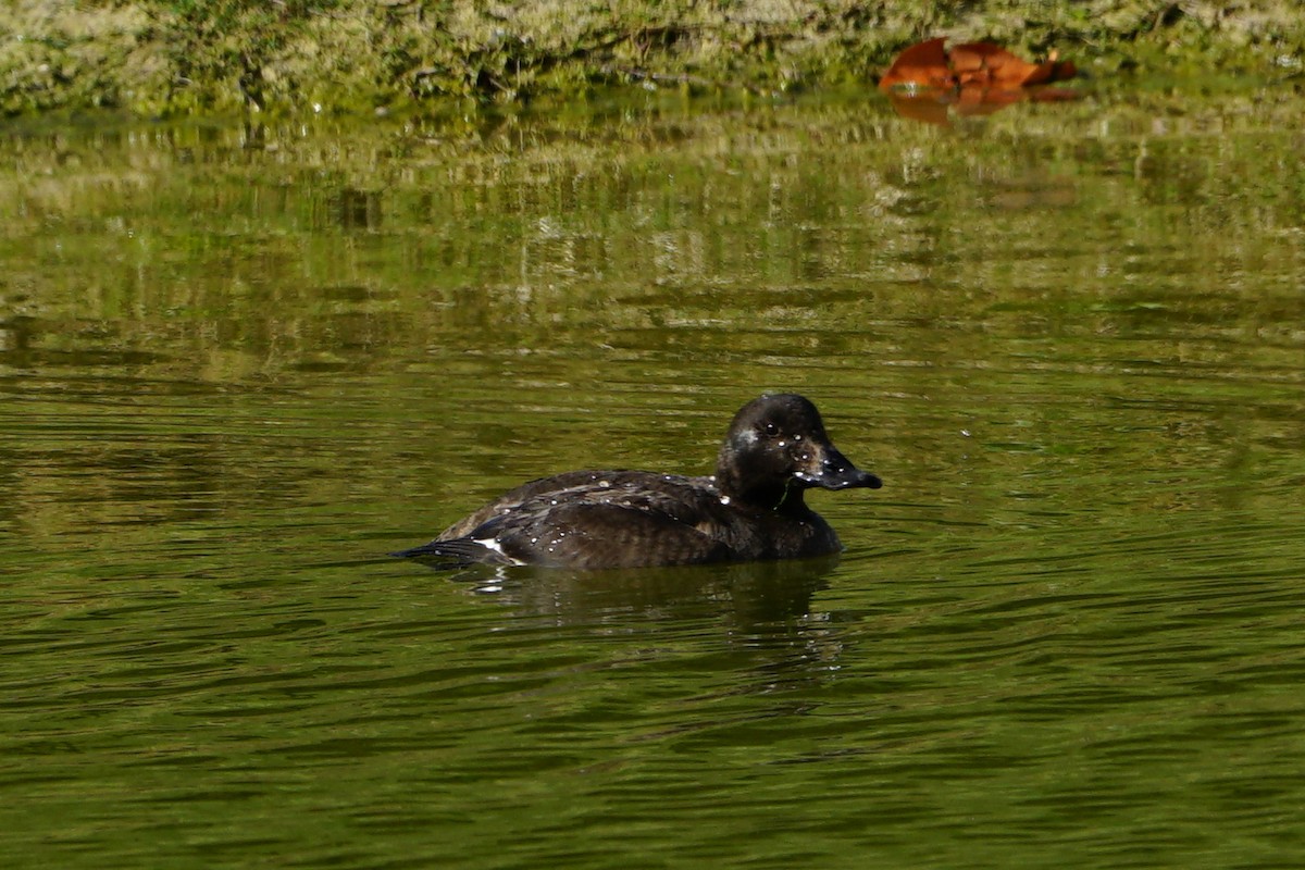 White-winged Scoter - Erich Hetzel