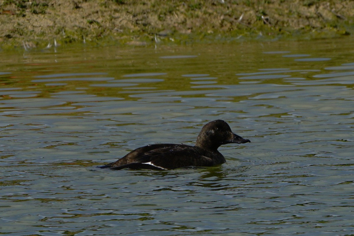 White-winged Scoter - Erich Hetzel