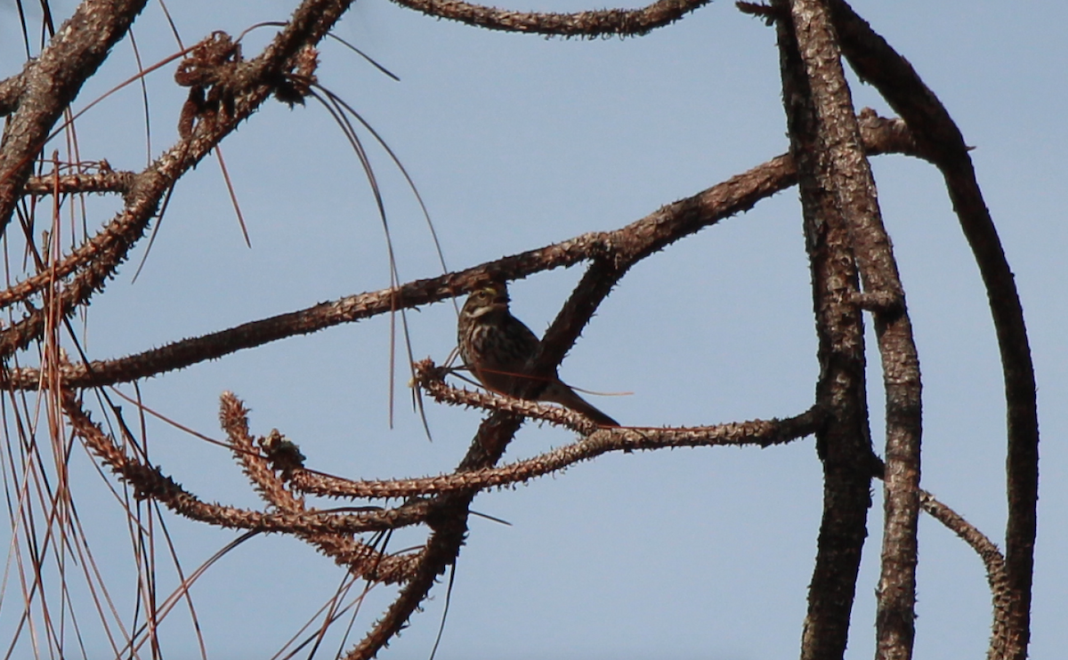 Savannah Sparrow - ML85251321