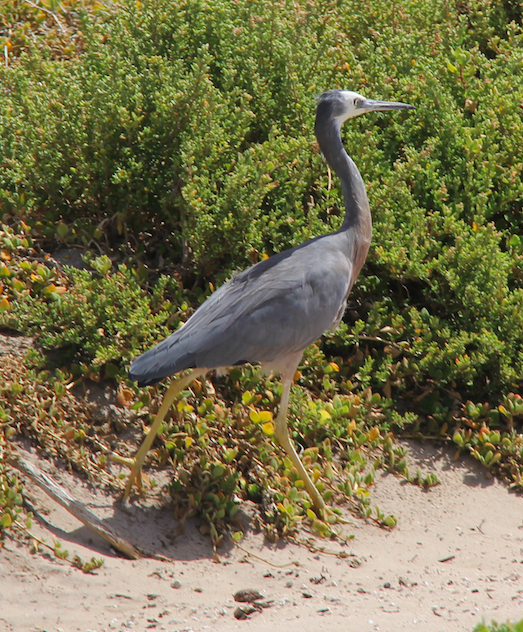 White-faced Heron - ML85251661