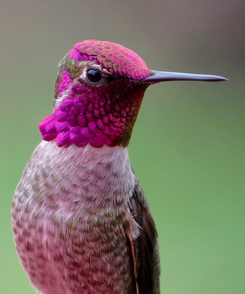 Anna's Hummingbird - ML85251811