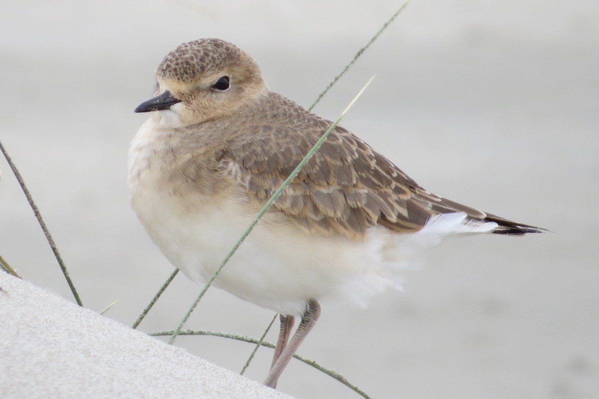 Mountain Plover - Isaac  Denzer