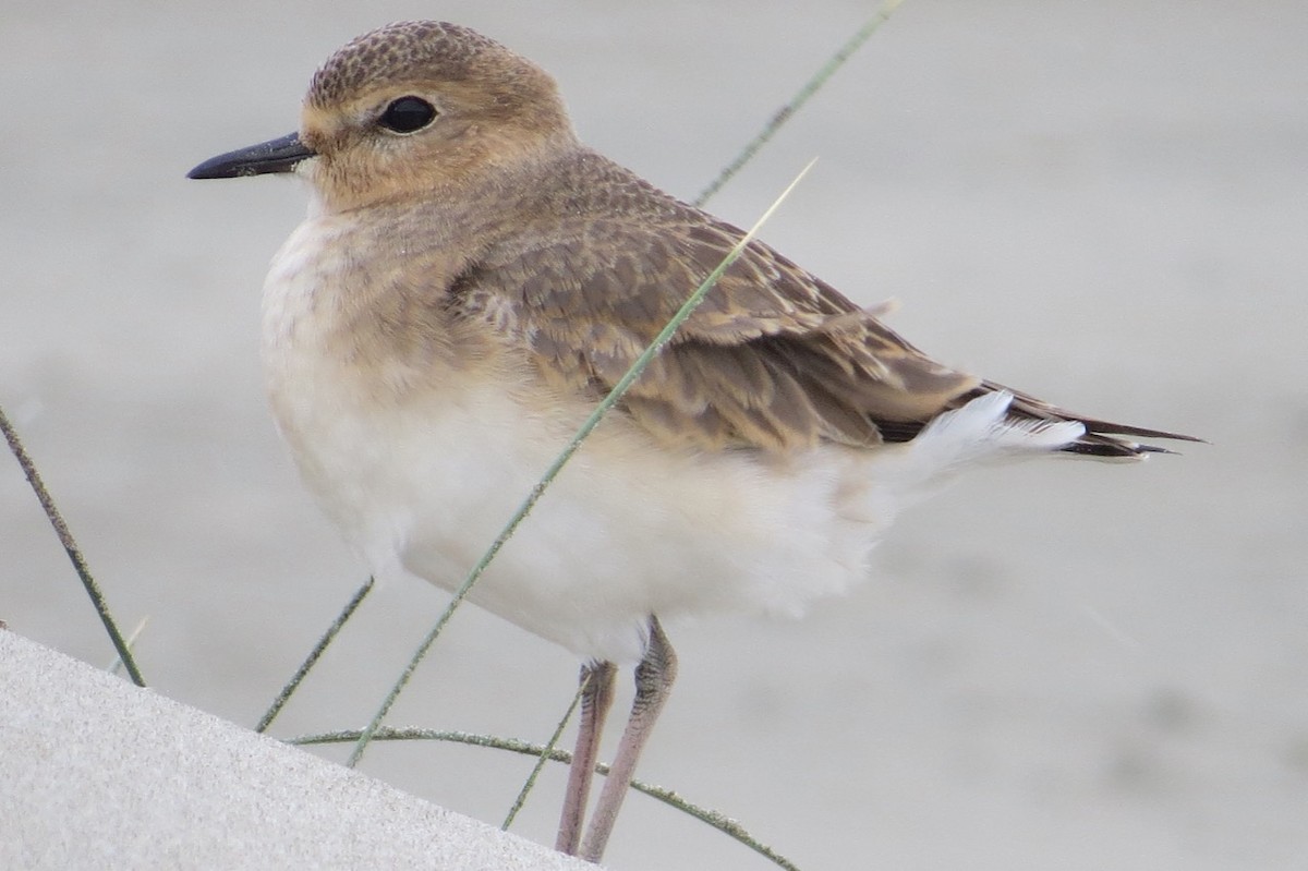 Mountain Plover - ML85252161