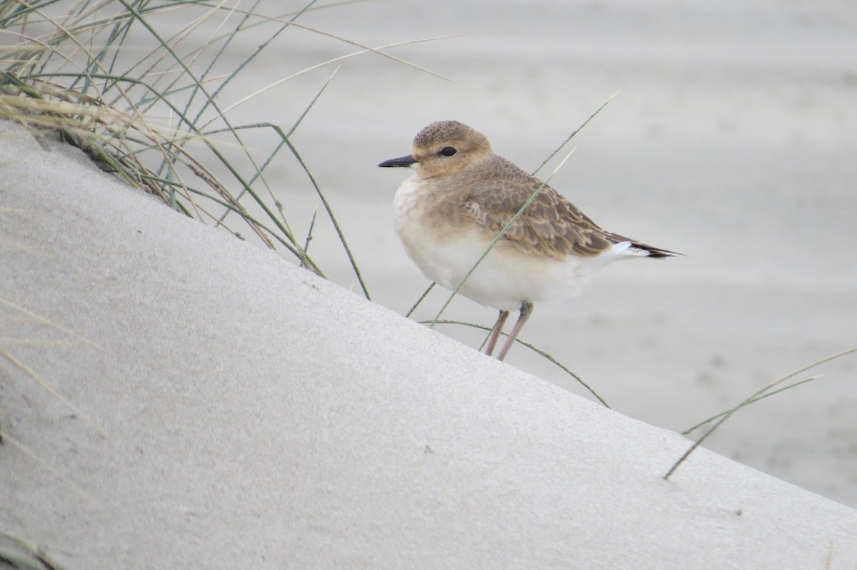 Mountain Plover - ML85252171