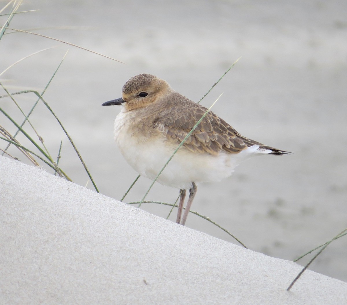 Mountain Plover - ML85252181