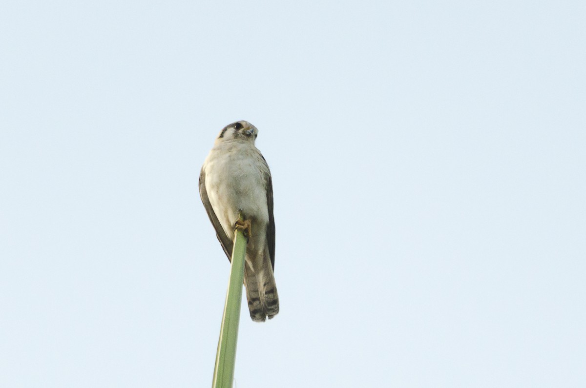 American Kestrel - Jerome Foster