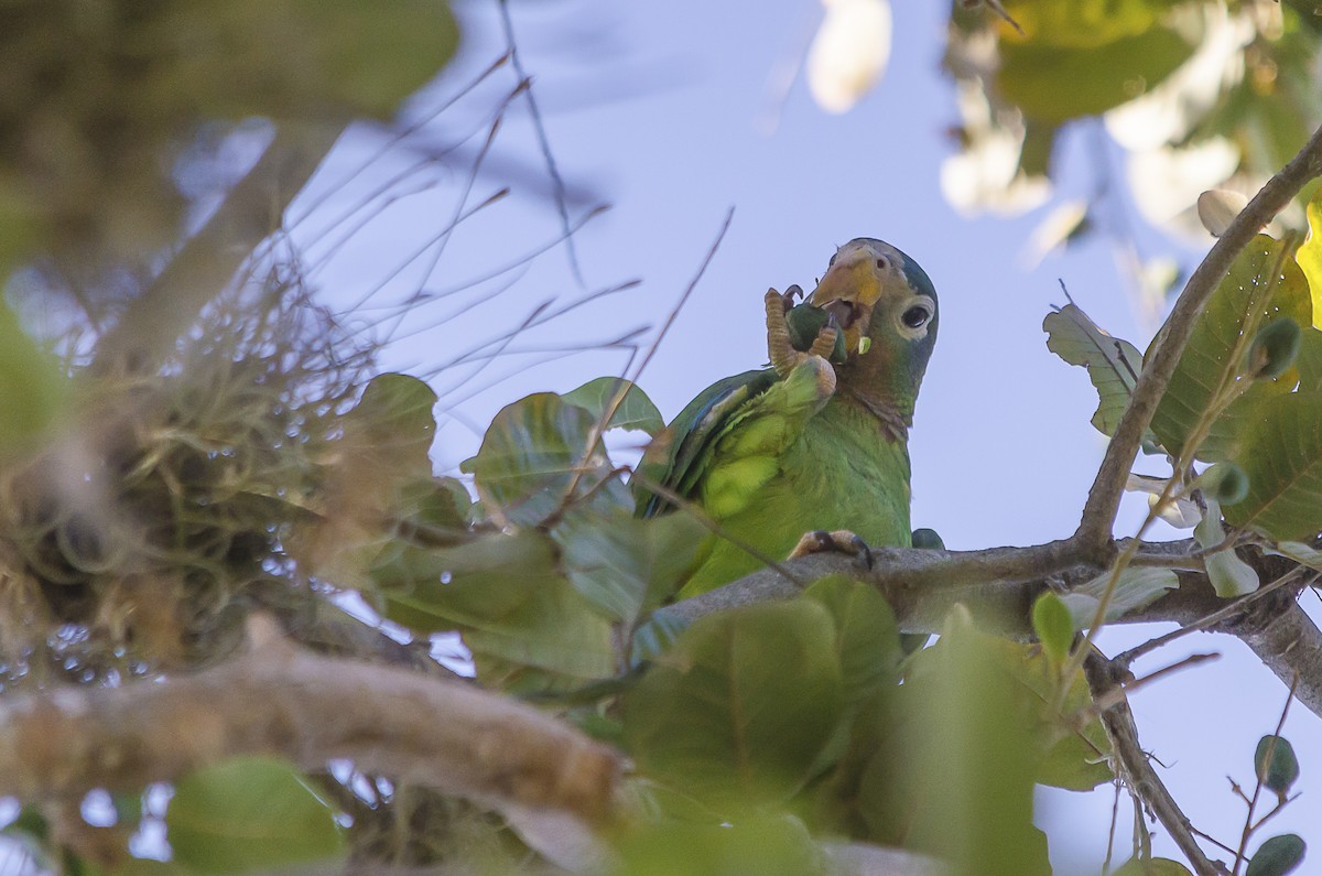 Yellow-billed Parrot - Jerome Foster