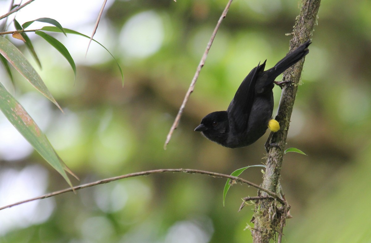 Yellow-thighed Brushfinch - kenneth reyes