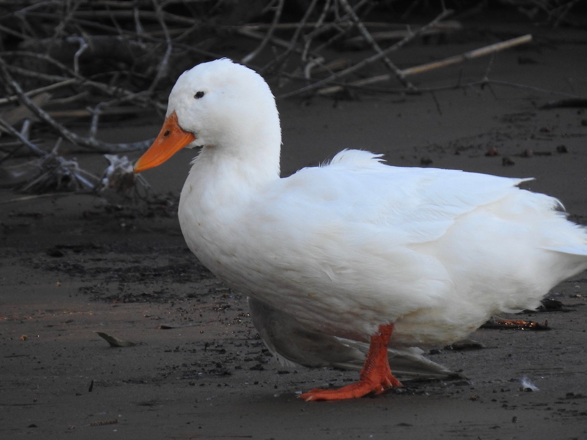 Domestic goose sp. (Domestic type) - ML85252811