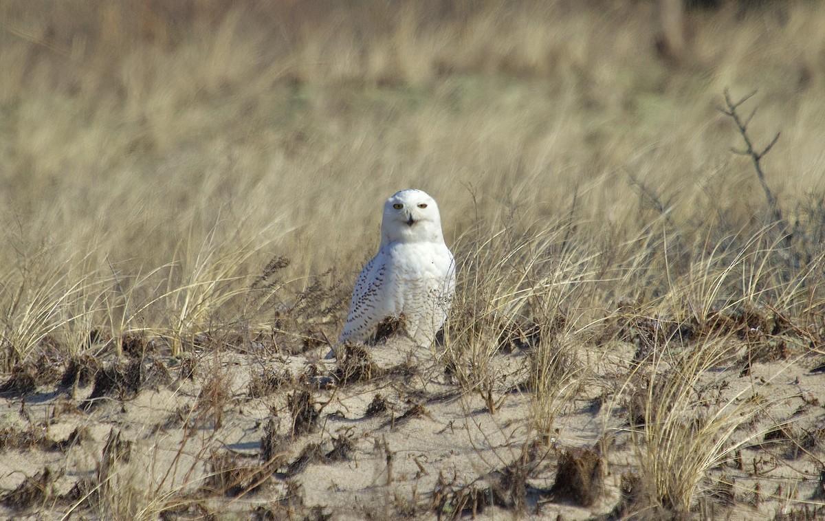 Snowy Owl - Mary Keleher