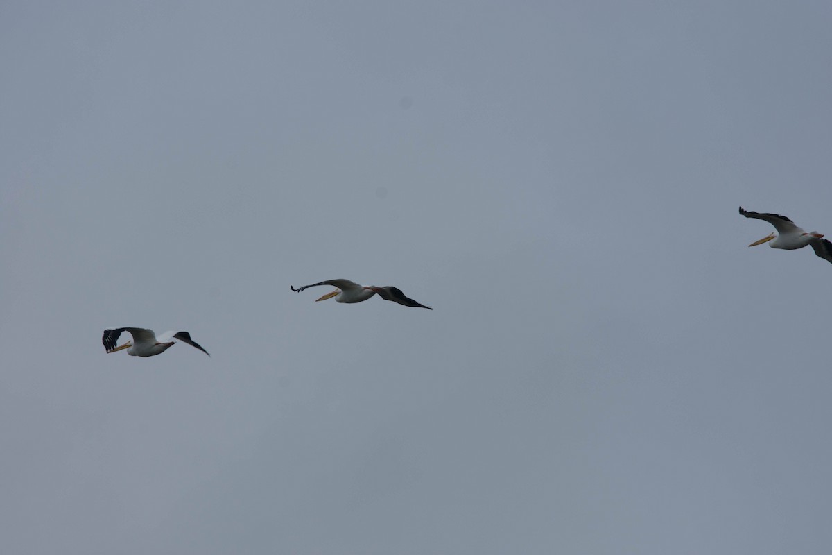 American White Pelican - ML85253441