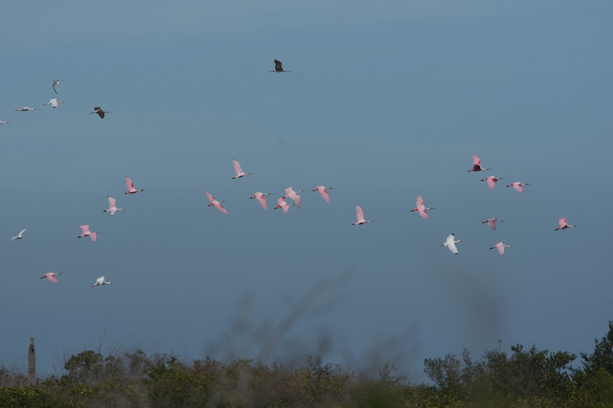 Roseate Spoonbill - ML85253611